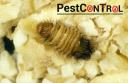 Beetle Control Perth logo